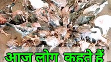 बिजनेस से क्या होगा #murgipalanbusiness #desimurgifarming #gavranchicken #desichuje #chicken #birds