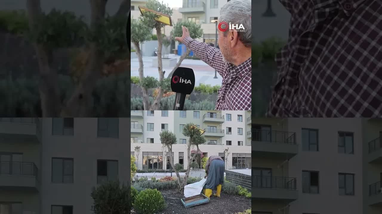 Sokağı istila eden arılara denk gelen arıcı, oğulu korkmadan çıplak elle topladı  iha