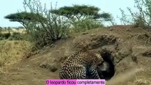 A lei da Selva