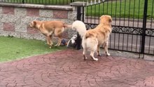 Biscuit lady brightens the morning of four Golden Retrievers with delicious treats