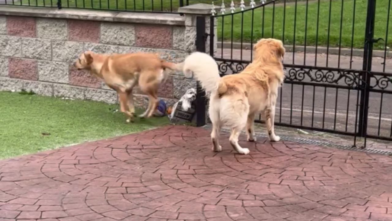 Biscuit lady brightens the morning of four Golden Retrievers with delicious treats