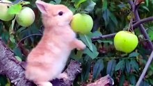 #FunnyAnimals (Part 2)
