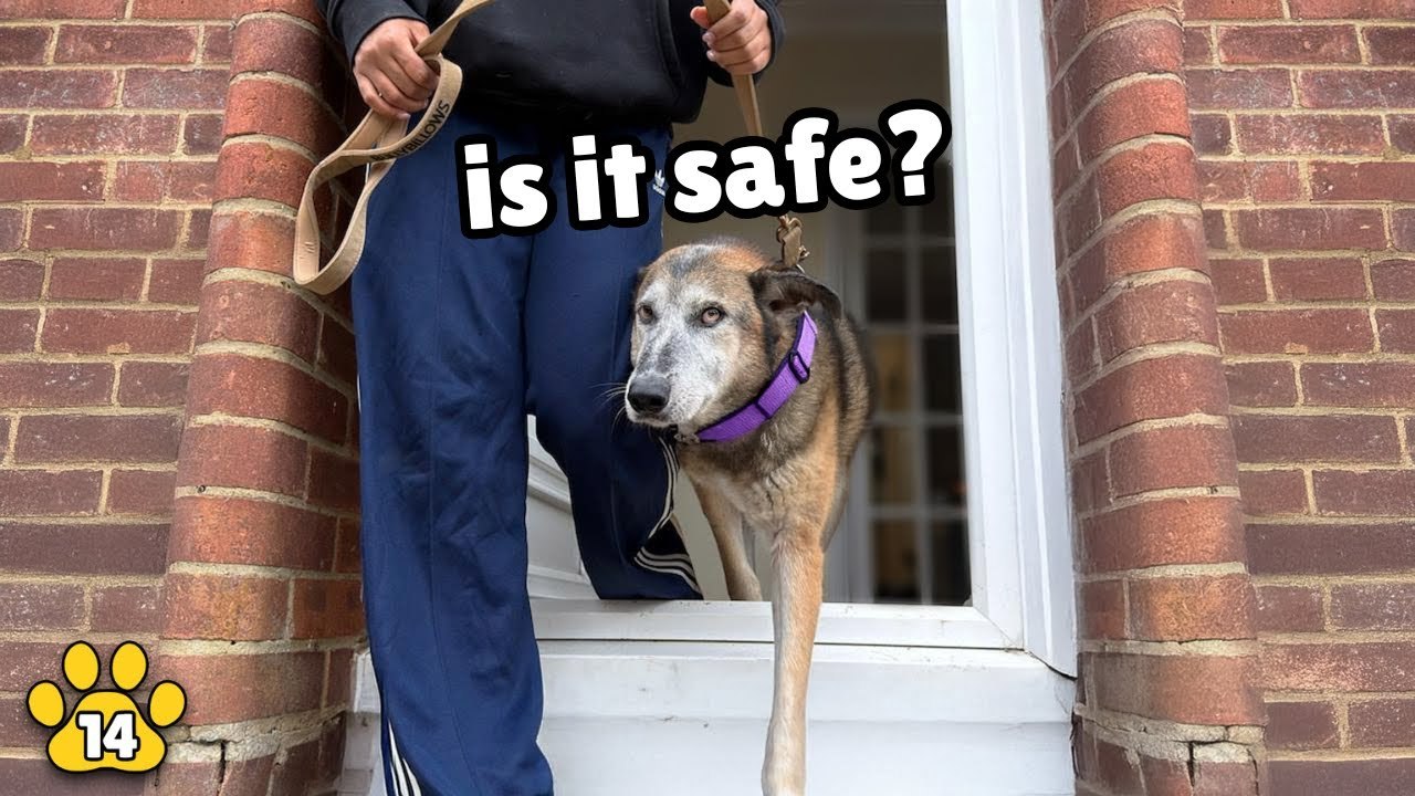 Watch the Moment This Elderly Rescue Dog Goes on Her First Ever Walk