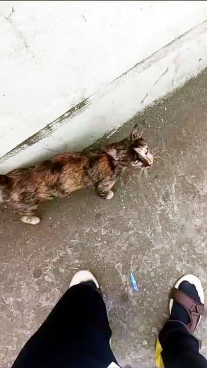 Friendly Stray Cat Approached Me