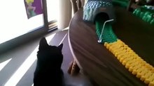 Funny Animal Videos Compilation 2023 -funny cats and kitten meowing - funny cats dogs video