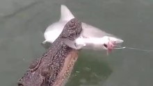 The crocodile hunts the fish.