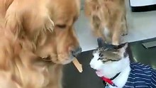 ĐỐI ĐẦU THÚ CƯNG CHÓ VÀ MÈO
