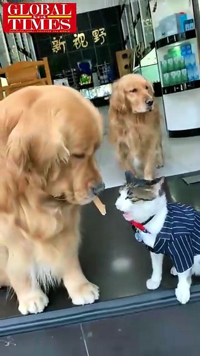 ĐỐI ĐẦU THÚ CƯNG CHÓ VÀ MÈO