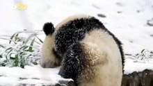These Adorable Pandas Are Having the Best Snow Day Ever