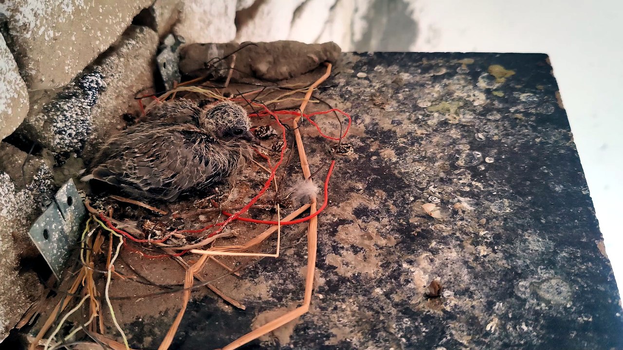 The Baby Dove Is Growing Fast 🐣🕊️ | Real Dove Nest ASMR