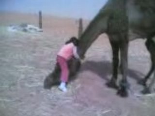 Un cammello domestico