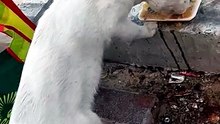 LoveSTRAYcats