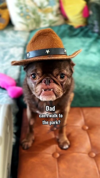 King Chilli The Pug