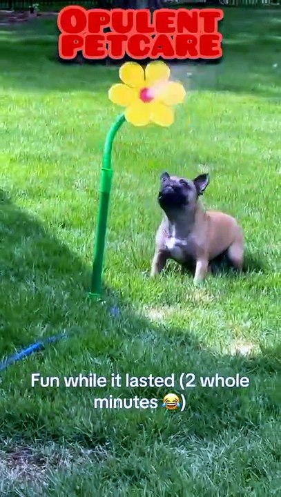 Sunflower Sprinkler for Dogs – Fun Backyard Water Toy for Frenchies & Pups 🌻