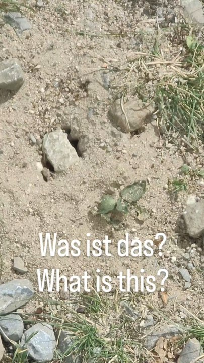A1 Deutsch | Was ist das? 🐜 Das ist ein Ameisen...