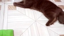 cute cat😼❤️!!13#cat #catlife #pets