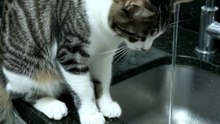 She loves to play with water #cat #kingdomofawais