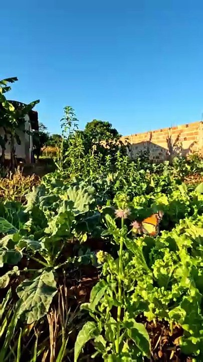 O que plantar em julho no Sudeste