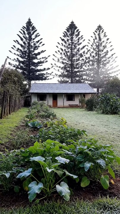 O que plantar em julho no sul do Brasil