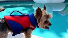 One Tiny Fly Ended His Captain Career 😂🦄🐶