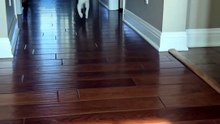 One Beep = Instant Cat Stampede 🔊😹