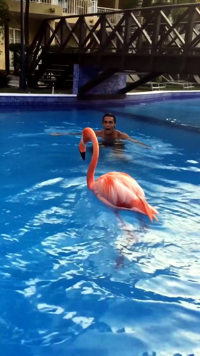 We Thought a Flamingo Crashed Into Our Pool… Then We Learned the Truth 🦩😳