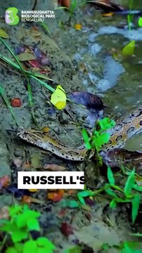 India’s highly venomous ‘Big Four’ snakes—nature’s dangerous masterpieces. Fascinating facts about these venomous snakes that play a crucial role in maintaining ecological balance!