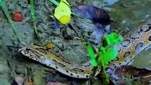India’s highly venomous ‘Big Four’ snakes—nature’s dangerous masterpieces. Fascinating facts about these venomous snakes that play a crucial role in maintaining ecological balance!