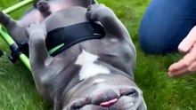 She Fell Out of Her Wheelchair… Then the Vet Said This 😭❤️