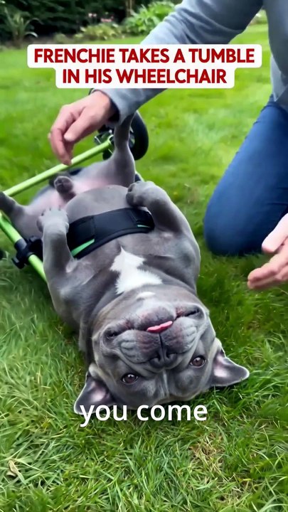She Fell Out of Her Wheelchair… Then the Vet Said This 😭❤️