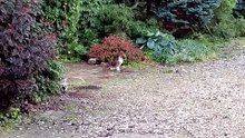 Who controls the backyard? She does! :) #cats #funnycats #catlovers