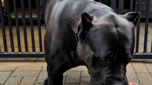 From Predator Mode to Gentle Giant 🖤🐾