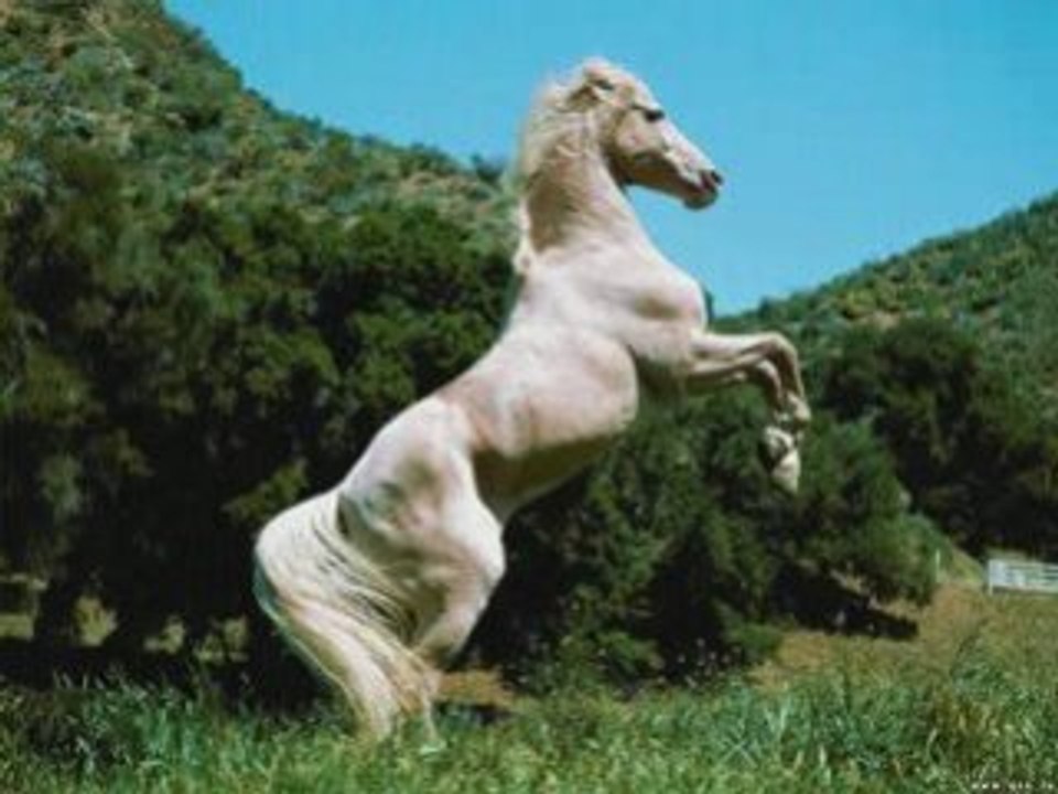 Une bille de verre maxime le forestier