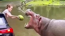 Never Make These DEADLY Mistakes With Wild Animals! ☠️🦁 Shocking Wildlife Facts