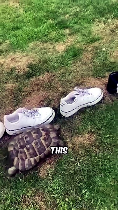 CRAZY Animal Moments Caught on Camera Part 5! 😱🐾 Funniest Wildlife Fails Ever