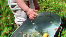 Toddler's Adorable First Duck Bath 🐥💛 Cutest Outdoor Moment Ever#Ducklings #Shorts #Ducklings #CuteAnimals #Nature #FamilyMoments