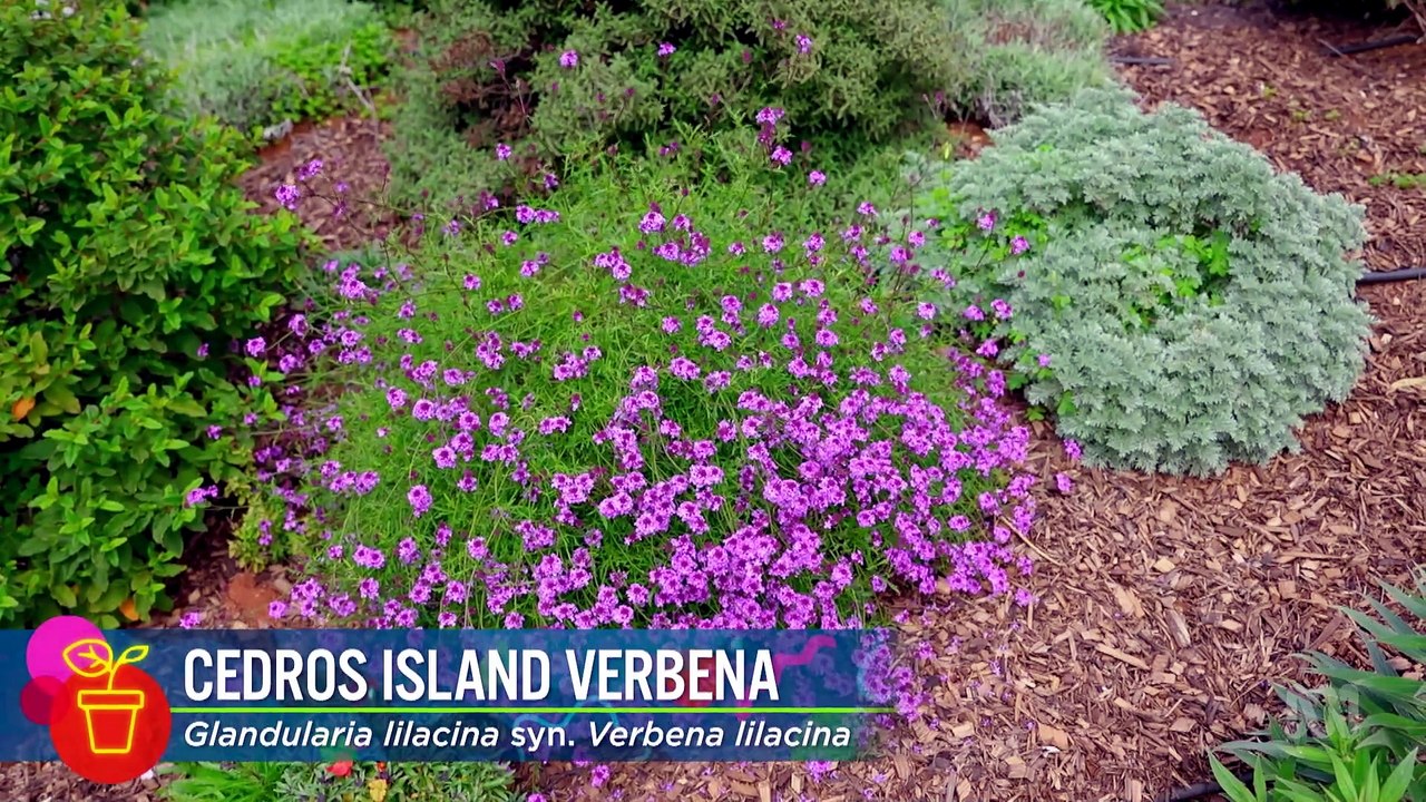 Gardening Australia S37E15