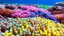 WONDERS OF DEEP OCEAN