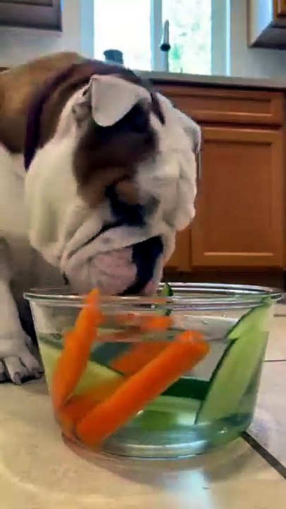 My bull dog, comiendo se ve tan lindo