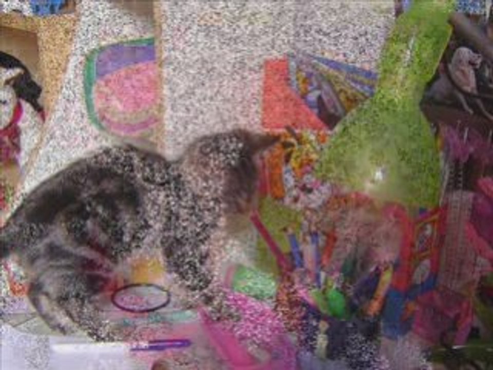 Mon chat x3