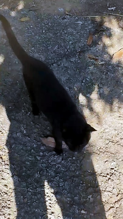 Tenha um gato