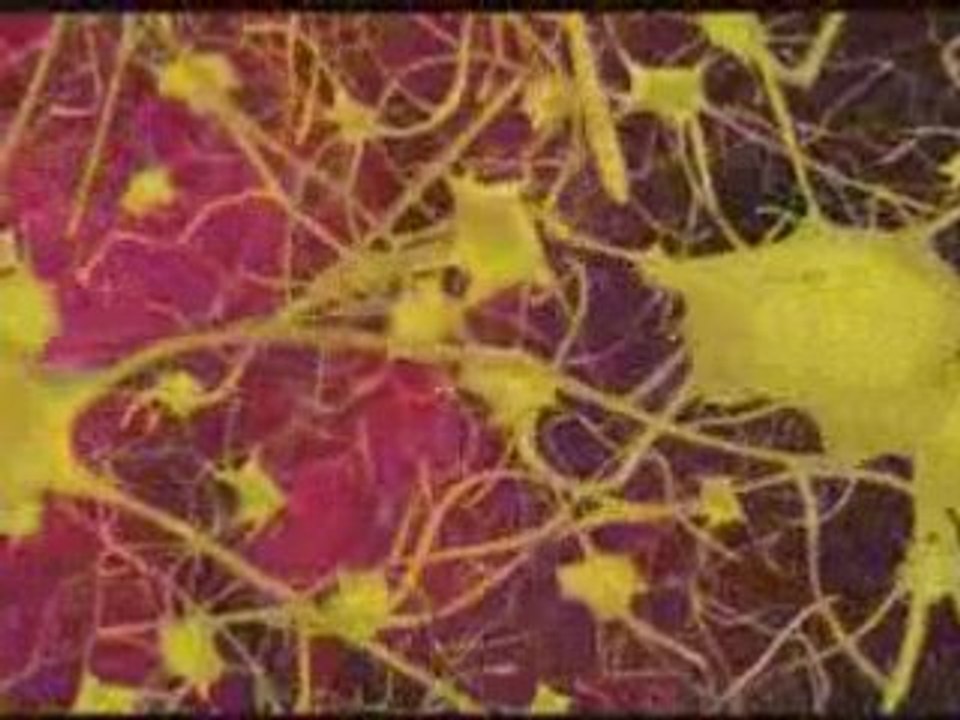 Un petit cour sur le cerveau