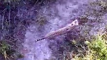 Rare Aerial Footage Of Wild Leopard Pair Moving Stealthily In The African Wilderness