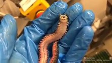 Child of the Devil -HORROR CREATURE