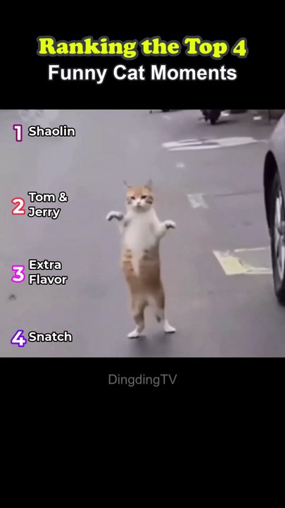 Ranking the Top 4 funny cat moments -dtv