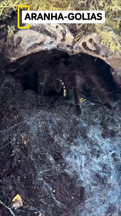 🕷️ A MAIOR ARANHA DO MUNDO FAZ BARULHO!