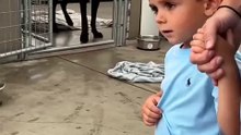 Shy Great Dane Melts as a Little Hand Reaches Out 🥹🐶❤️