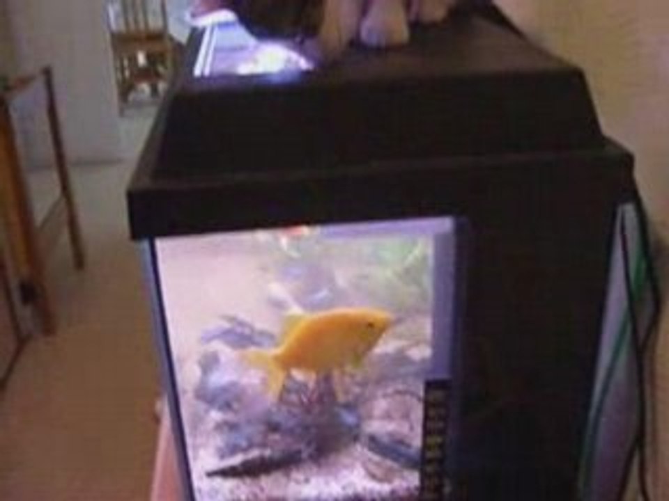Néro et les poissons