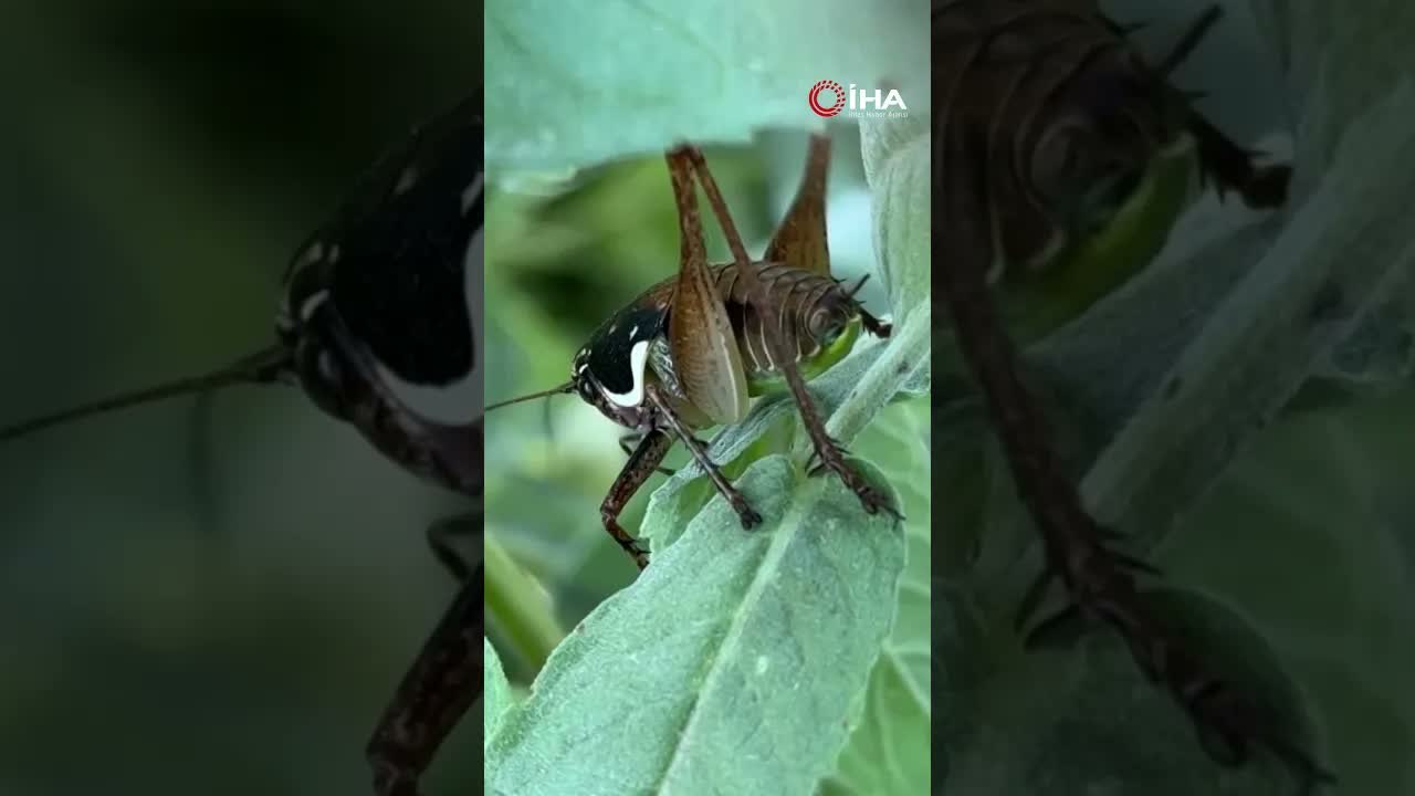 Şırnak'ta çekirge istilası: Yollara akın ettiler!
