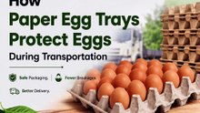 How Paper Egg Trays Protect Eggs During Transportation | Veena Egg Tray